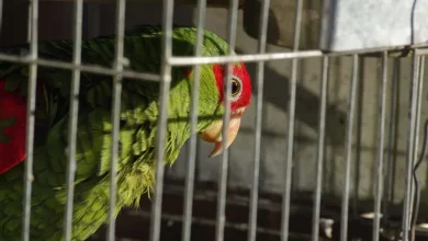 Estudio revela que el comercio de vida silvestre afecta a más de 107,000 especies, el doble de lo estimado